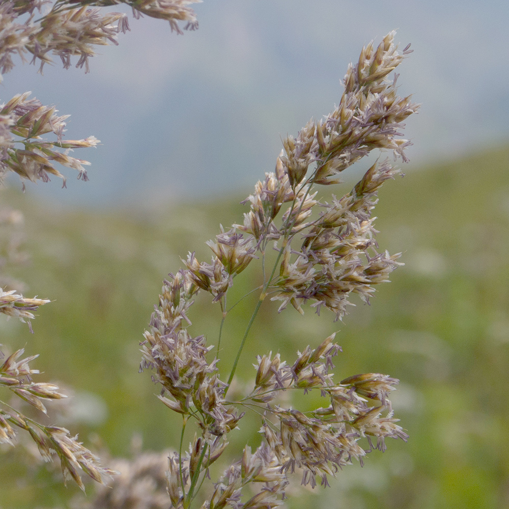 Image of familia Poaceae specimen.