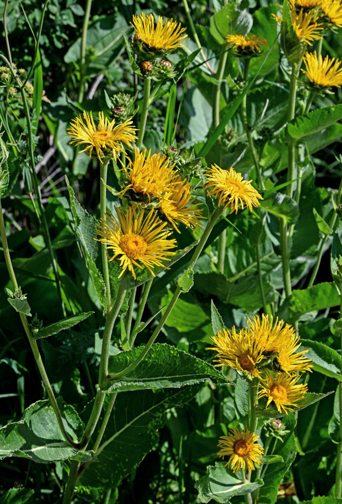 Изображение особи Inula helenium.