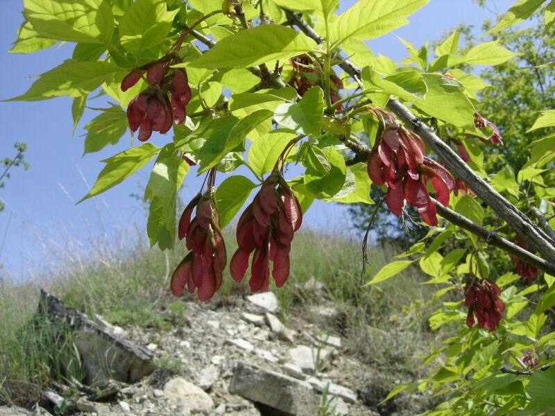 Image of Acer negundo specimen.