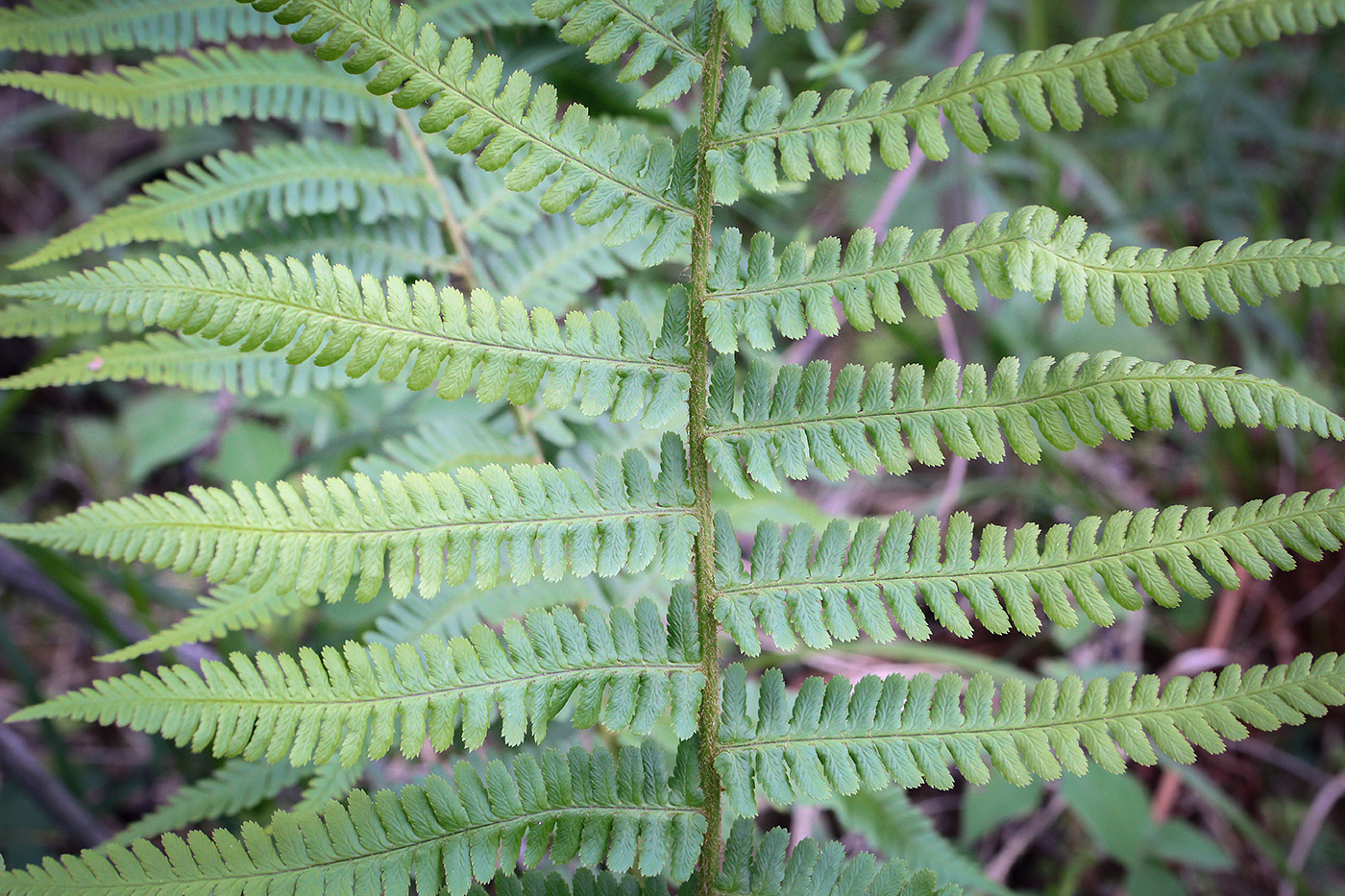 Image of Dryopteris filix-mas specimen.