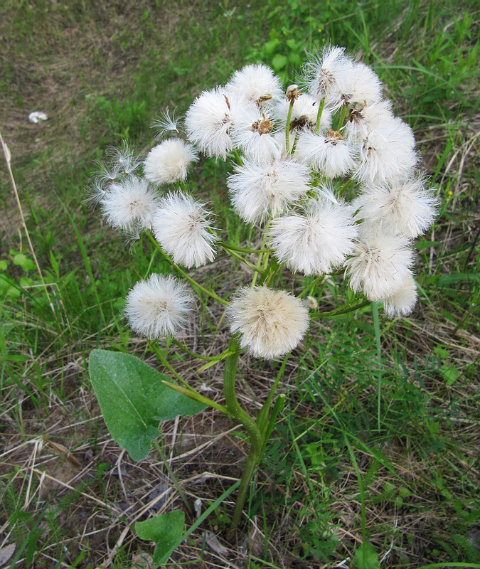 Image of Petasites spurius specimen.