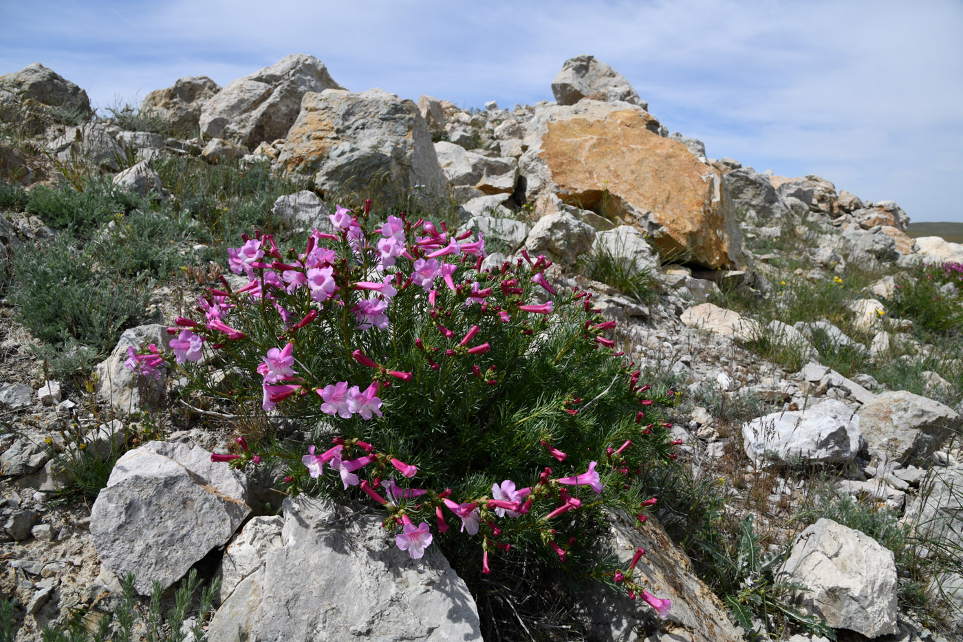 Image of Niedzwedzkia semiretschenskia specimen.