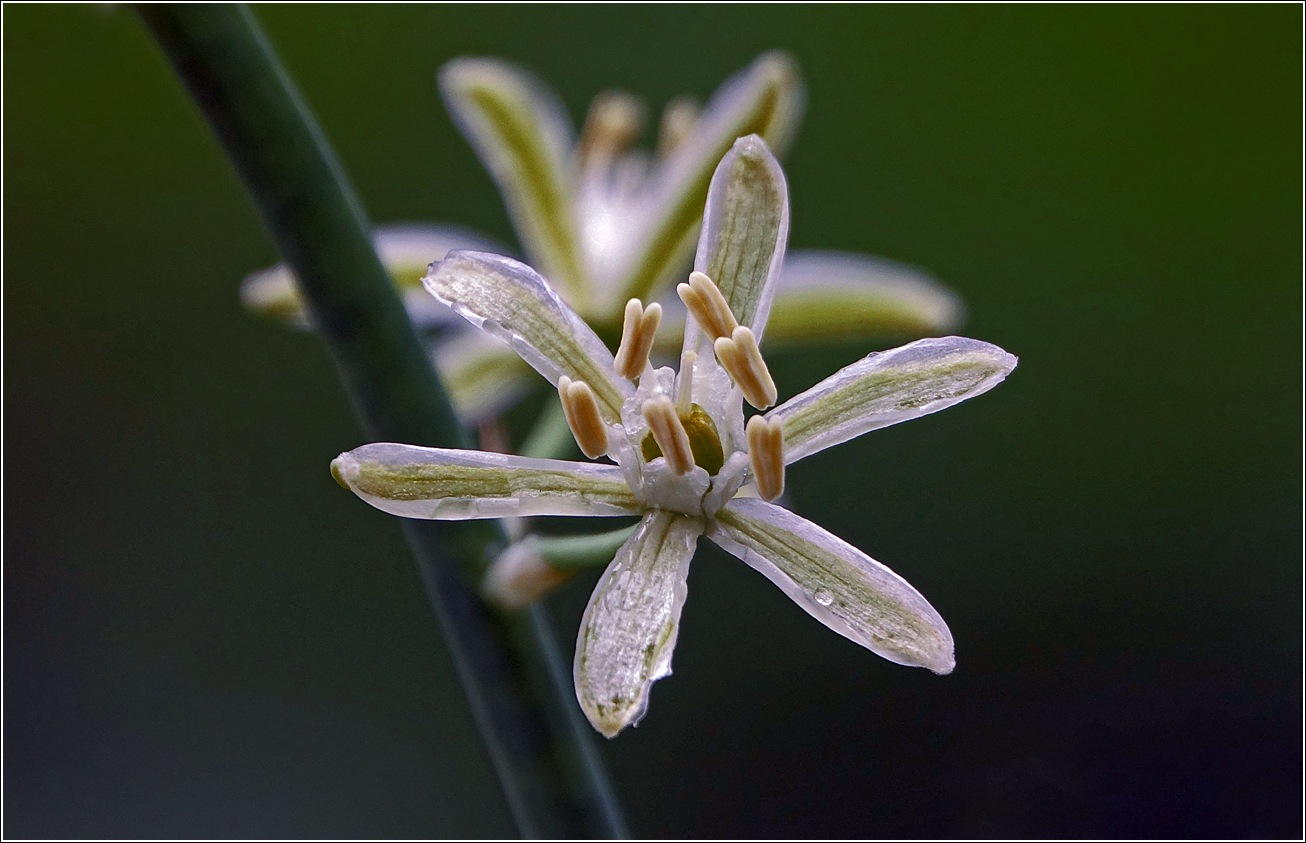 Изображение особи род Ornithogalum.