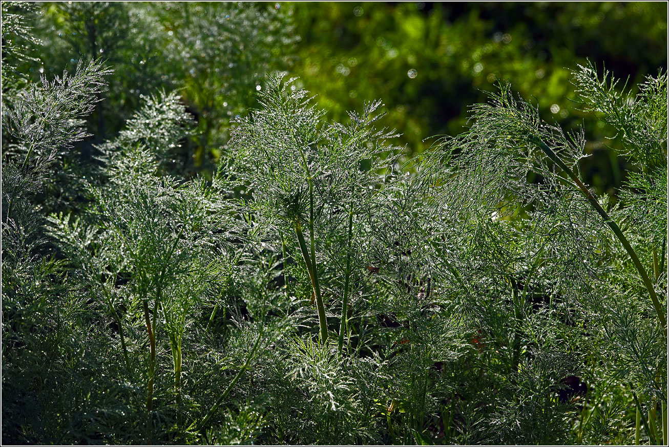 Изображение особи Anethum graveolens.