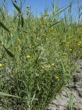 Inula caspica