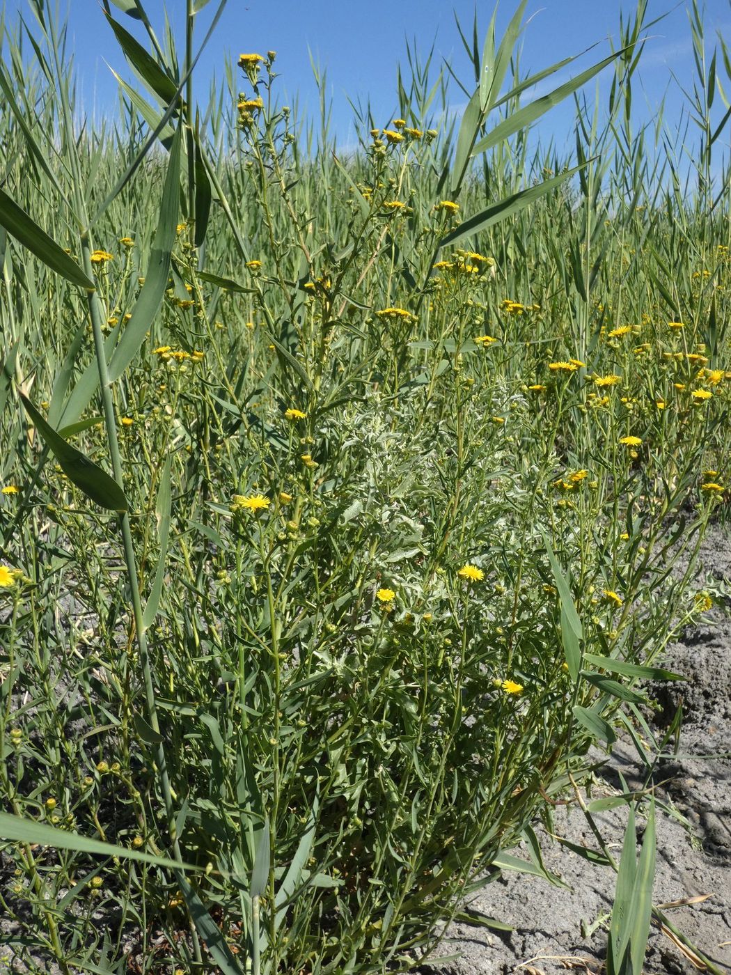 Изображение особи Inula caspica.