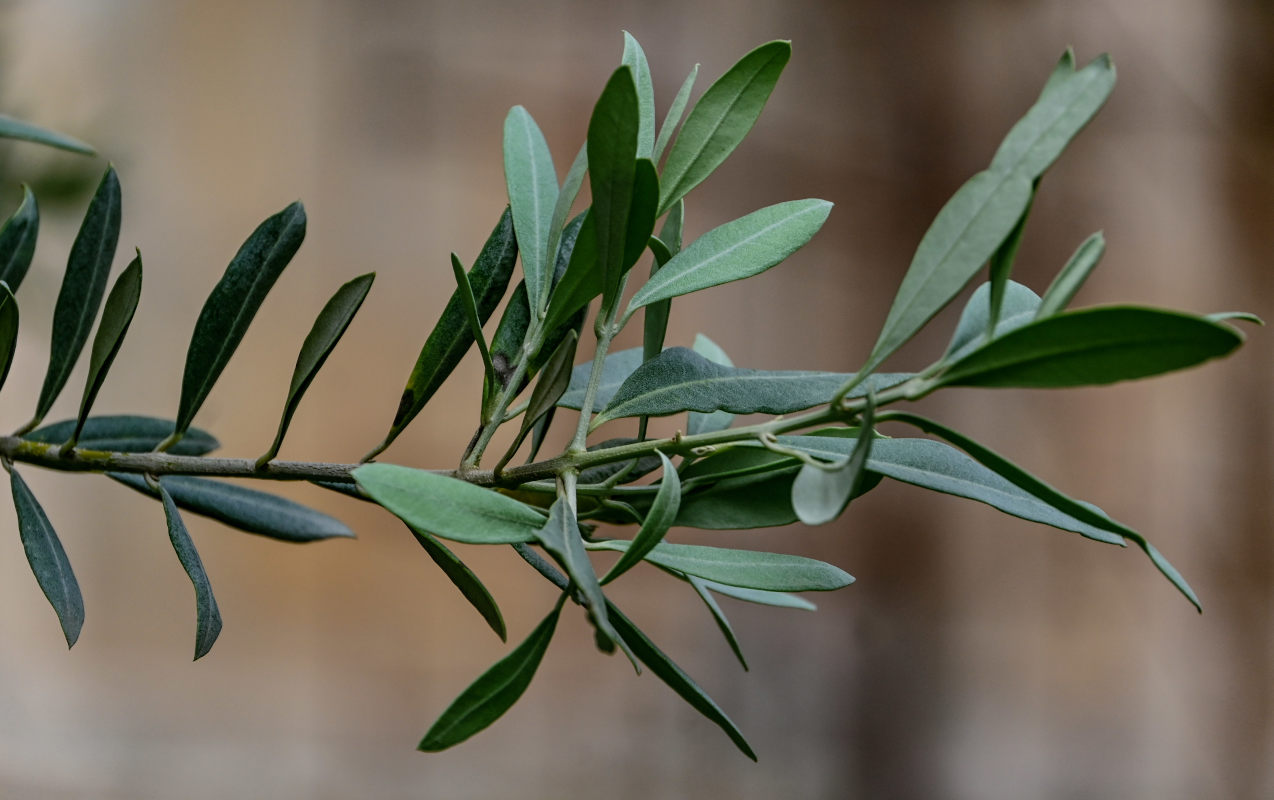 Image of Olea europaea specimen.