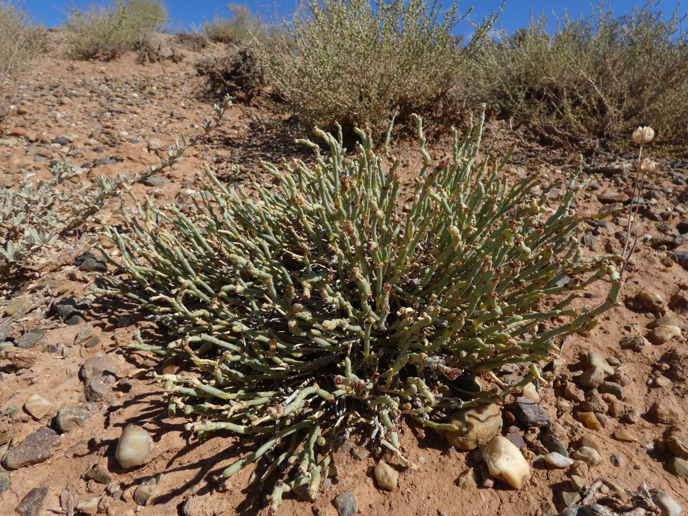 Image of Anabasis truncata specimen.