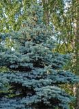 Picea pungens форма glauca. Верхняя часть кроны взрослого дерева. Москва, Главный ботанический сад, в культуре. 19.06.2008.