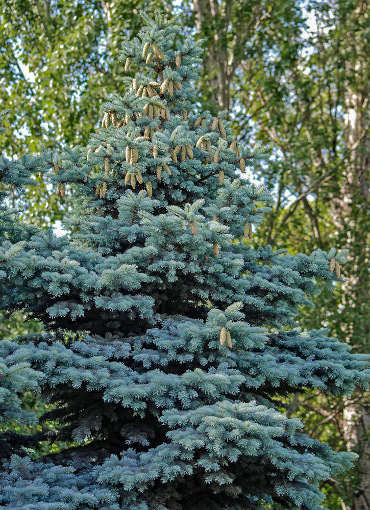 Image of Picea pungens f. glauca specimen.