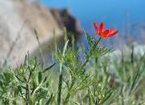 Adonis flammea. Верхушка цветущего растения. Крым, м/о г. Феодосия, окр. пос. Орджоникидзе, приморский склон горы Джан-Куторан, на щебнисто-глинистой почве. 06.04.2024.