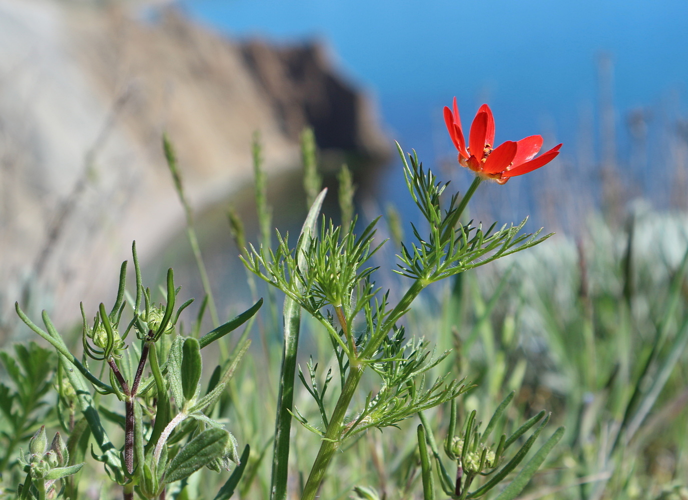 Image of Adonis flammea specimen.