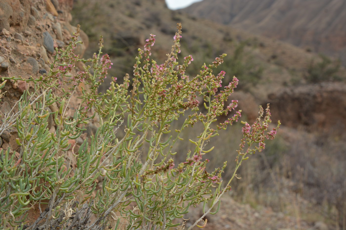 Image of Salsola pachyphylla specimen.