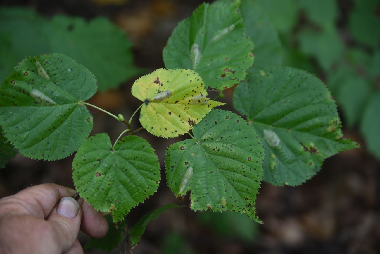 Изображение особи Tilia cordata.