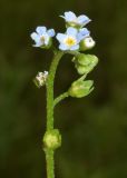 Myosotis cespitosa