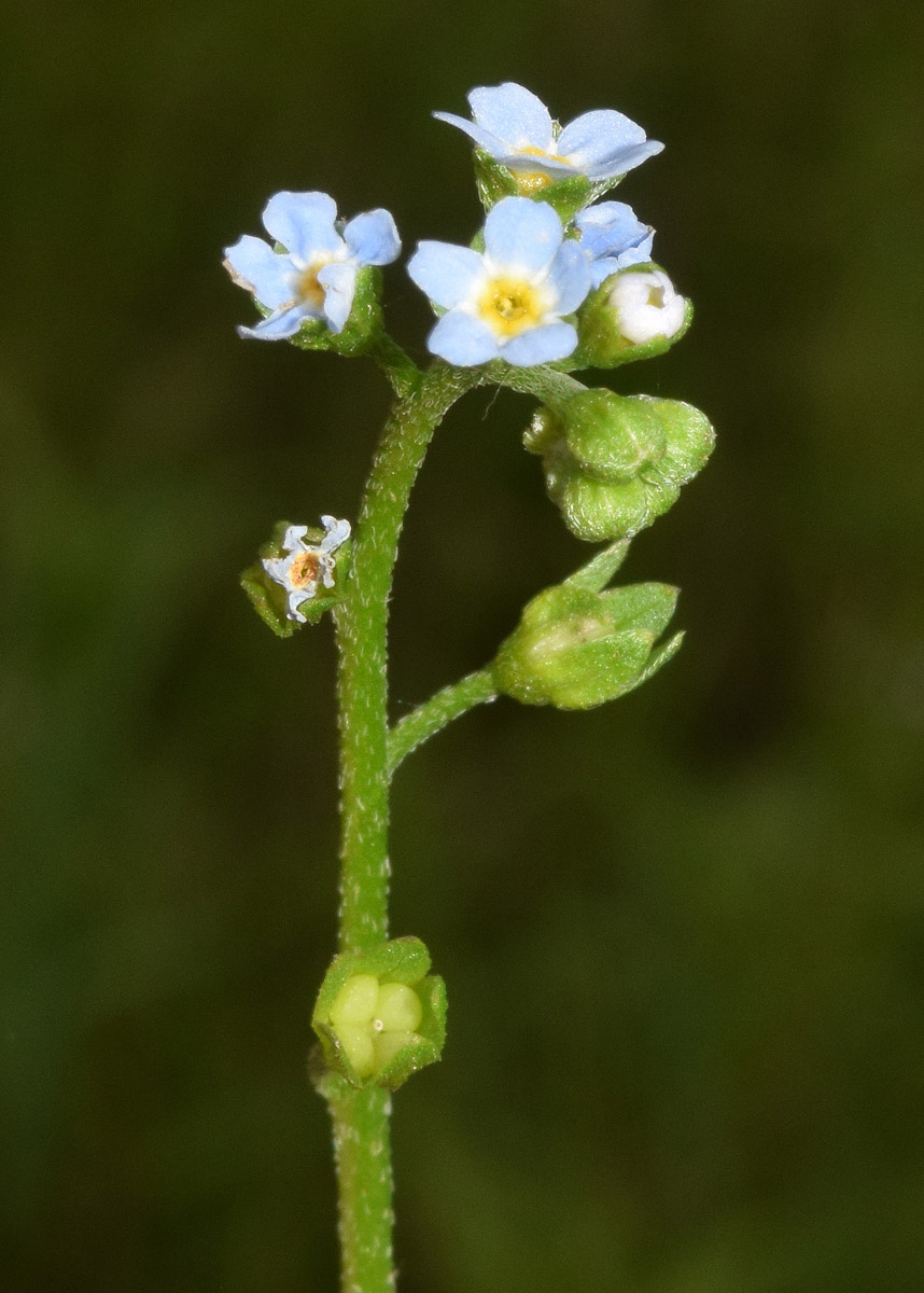 Image of Myosotis cespitosa specimen.