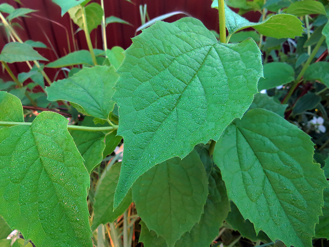 Image of Philadelphus coronarius specimen.