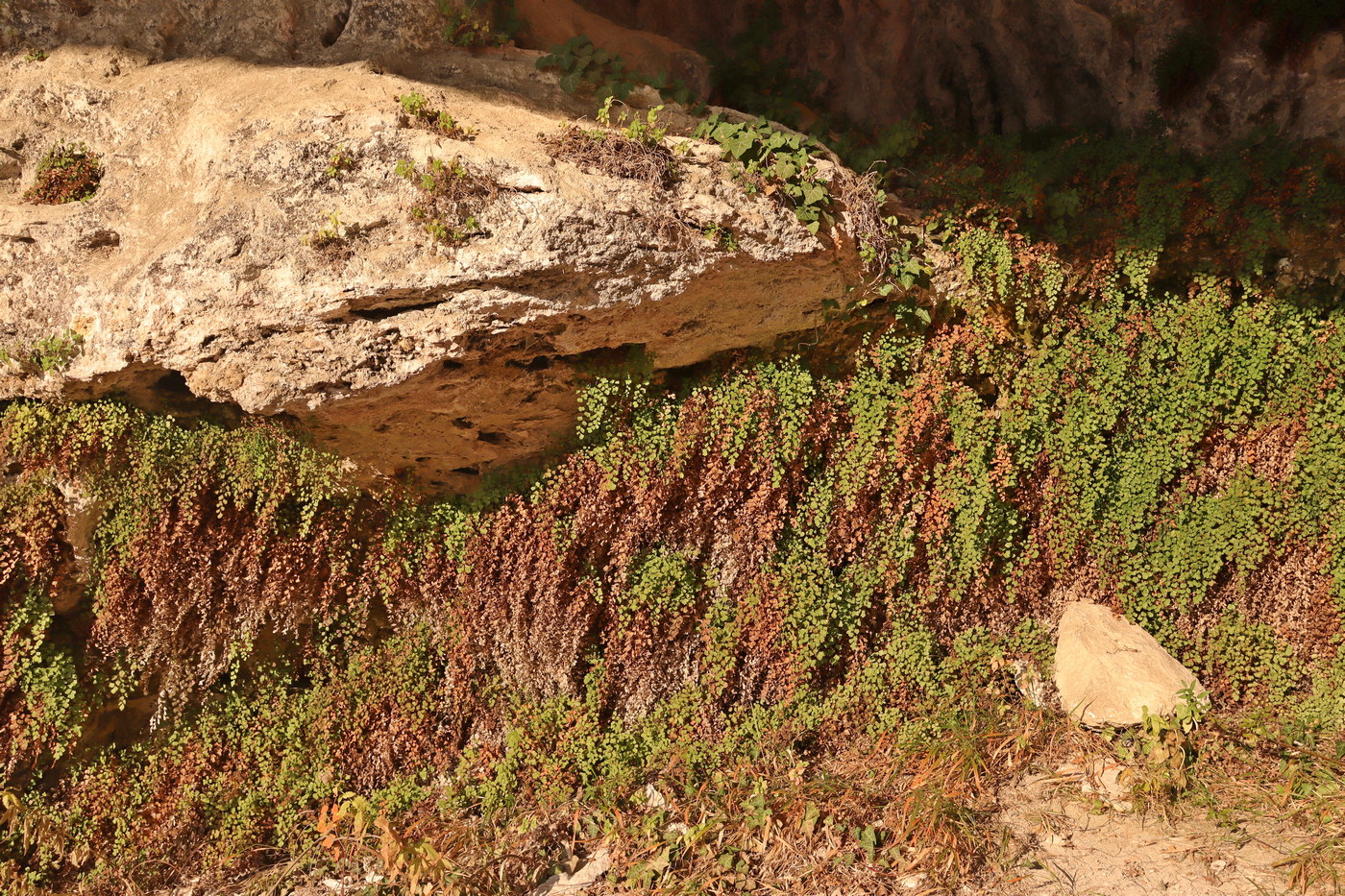 Image of Adiantum capillus-veneris specimen.