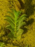 Potamogeton perfoliatus. Молодое растение. Ленинградская обл., Ломоносовский р-н, Низинское сельское поселение, Шинкарский пруд, на глубине 2 м. 09.07.2023.