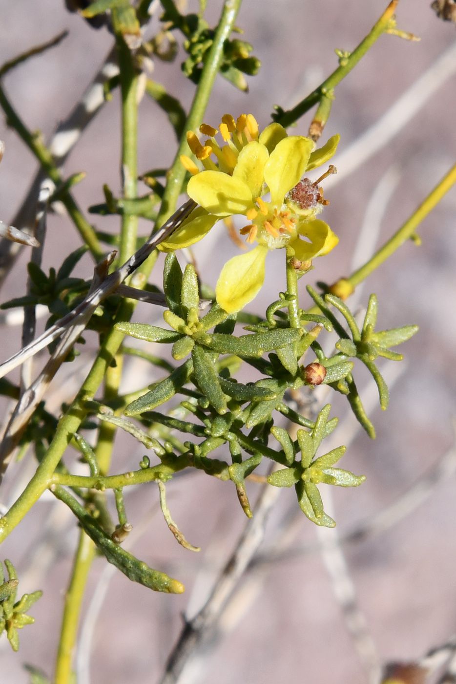 Image of Haplophyllum multicaule specimen.