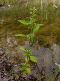 Mosla dianthera. Отцветающее растение. Амурская обл., Архаринский р-н, окр. с. Кундур, берег водоёма. 29.08.2023.