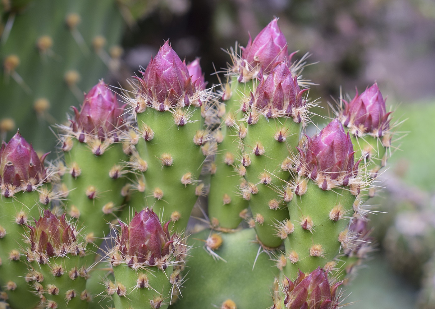 Image of genus Opuntia specimen.