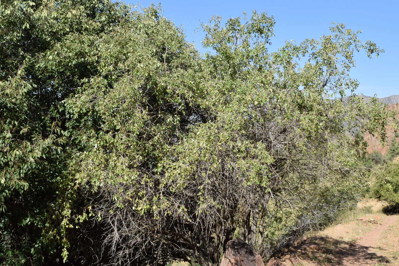 Image of Lonicera nummulariifolia specimen.