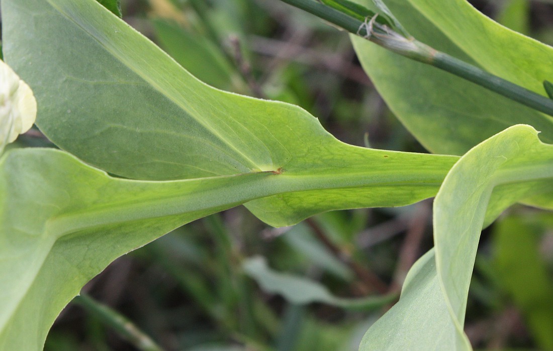 Image of Lathyrus ochrus specimen.