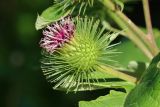 Arctium lappa