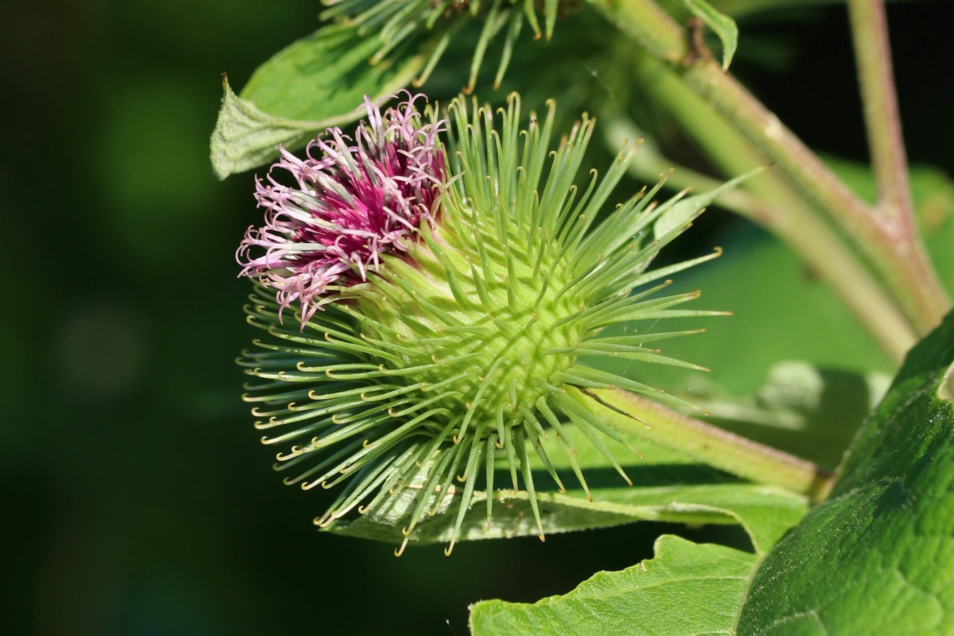 Изображение особи Arctium lappa.