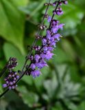 Salvia chinensis. Часть соцветия с обломанным бутонизирующим побегом. Китай, пров. Хунань, гора Тяньмэнь, опушка смешанного леса. 09.06.2024.