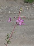 Chamaenerion colchicum. Верхушка цветущего растения. Краснодарский край, г. Адлер, пойма р. Мзымта, песчано-галечниковые наносы. 09.09.2023.