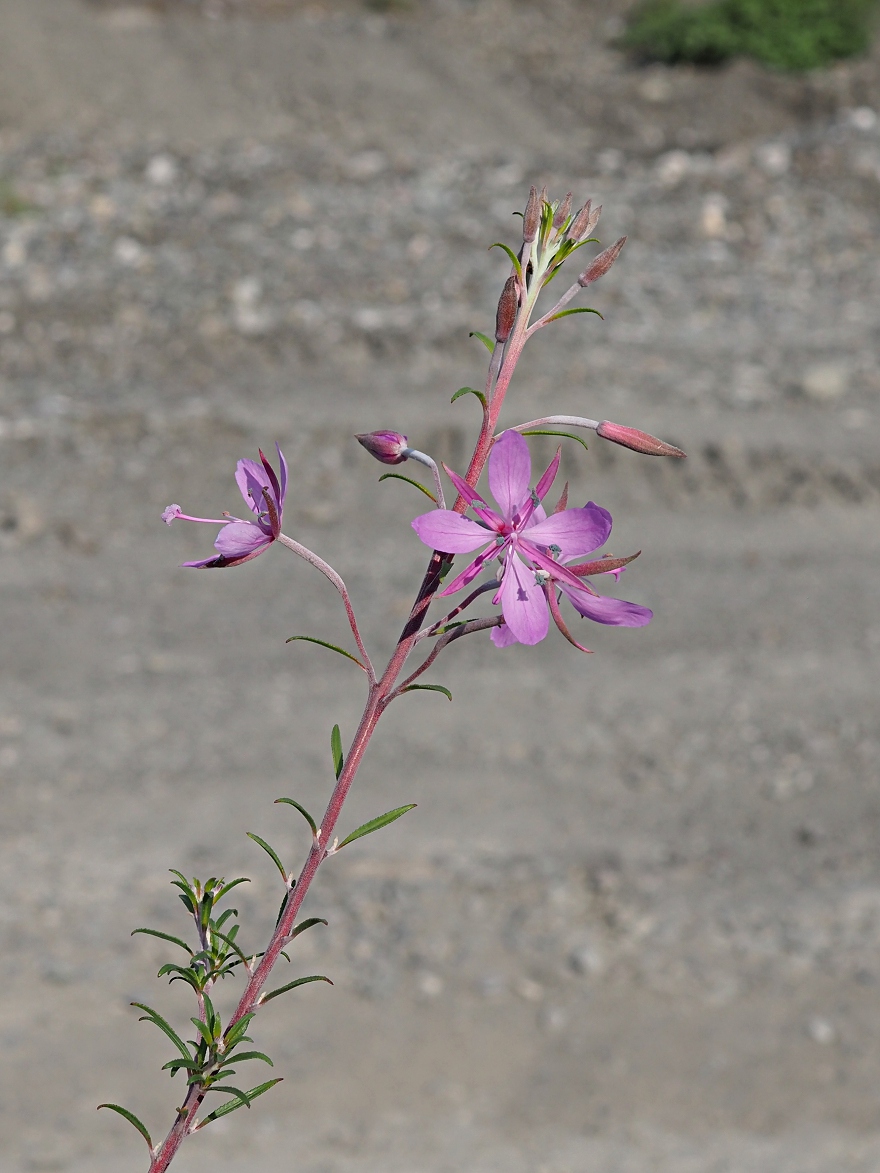 Image of Chamaenerion colchicum specimen.