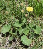 Ranunculus czimganicus