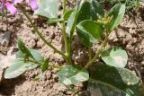 Смотреть изображение Spryginia crassifolia