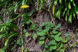 View full-size image Doronicum orientale