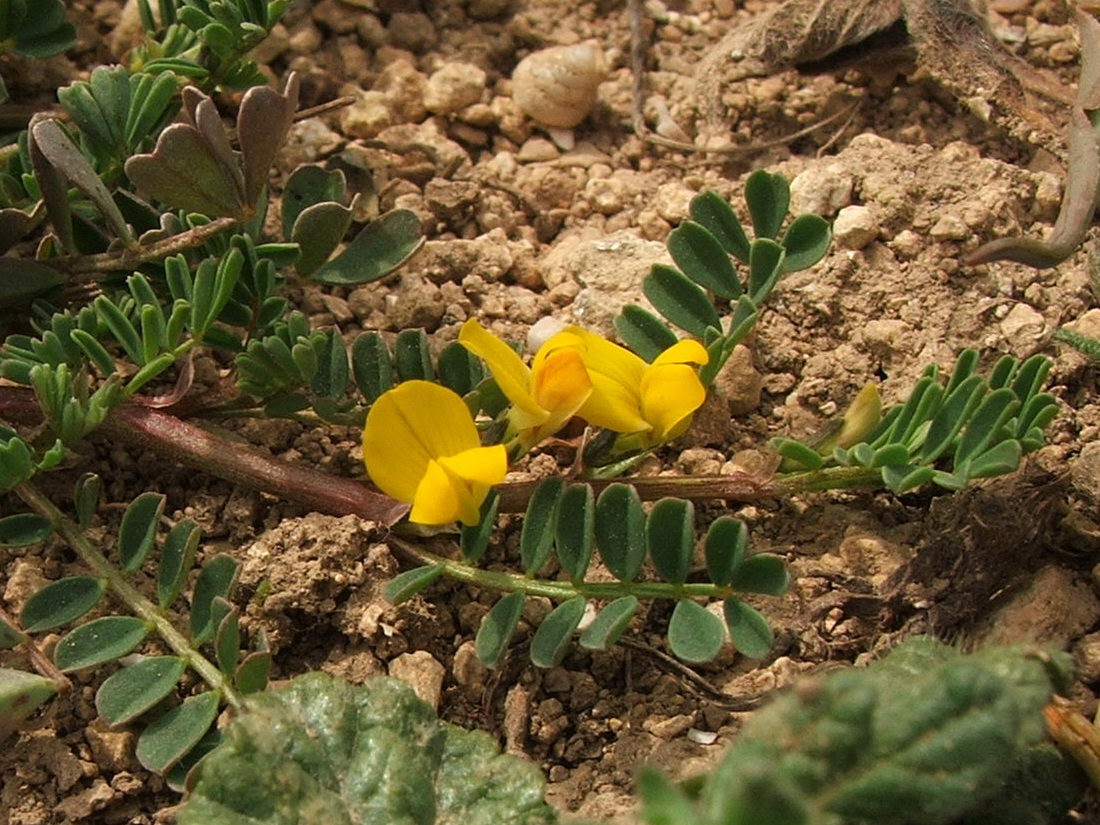 Изображение особи Hippocrepis biflora.