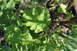 View full-size image Heracleum moellendorffii