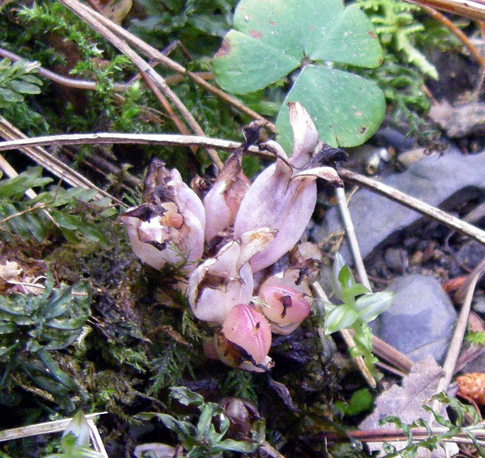 Image of Lathraea clandestina specimen.