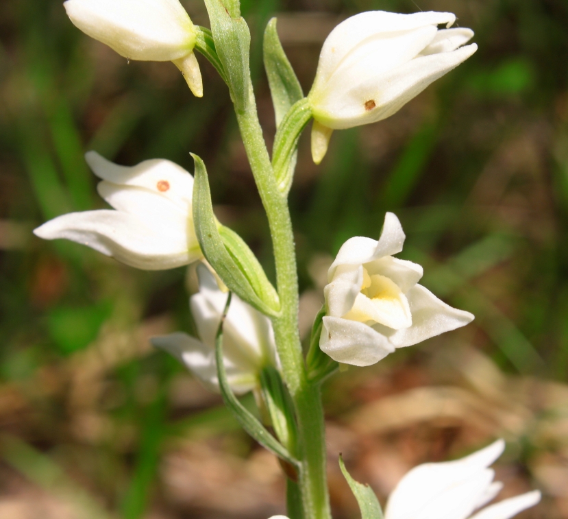 Изображение особи Cephalanthera epipactoides.