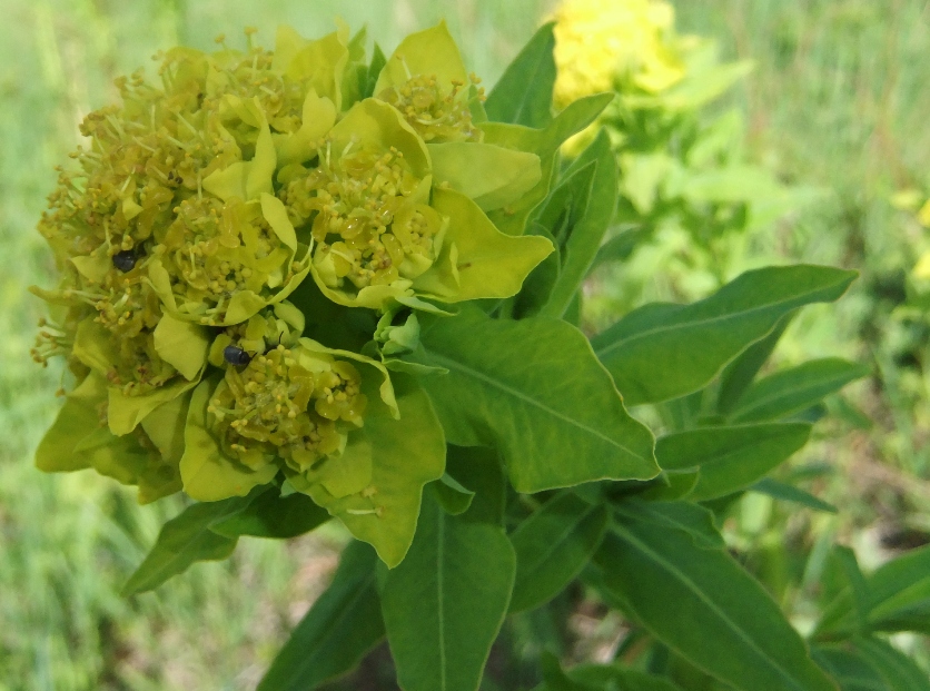 Image of Euphorbia procera specimen.