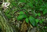 View full-size image Platanthera chlorantha