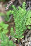 View full-size image Paragymnopteris marantae