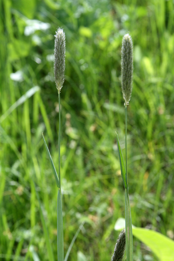 Изображение особи Alopecurus pratensis.