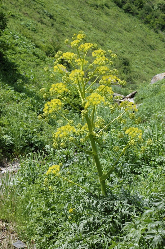 Image of Ferula inciso-serrata specimen.