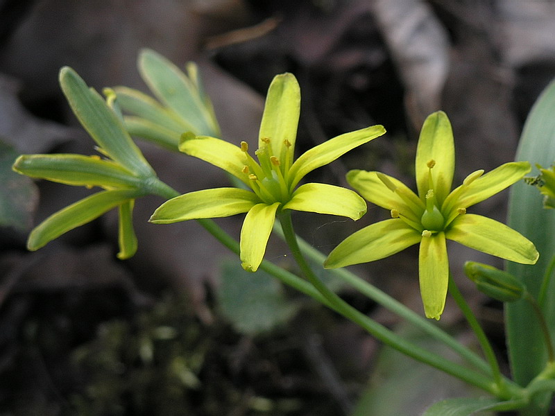 Image of Gagea lutea specimen.