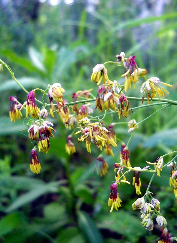 Image of Thalictrum minus specimen.