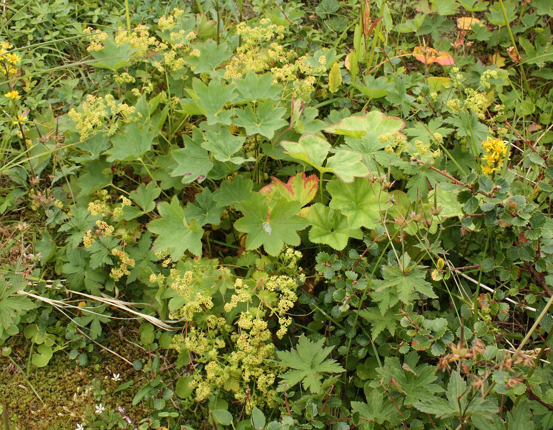 Изображение особи Alchemilla murbeckiana.