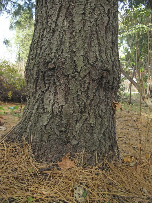 Изображение особи Pinus strobus.