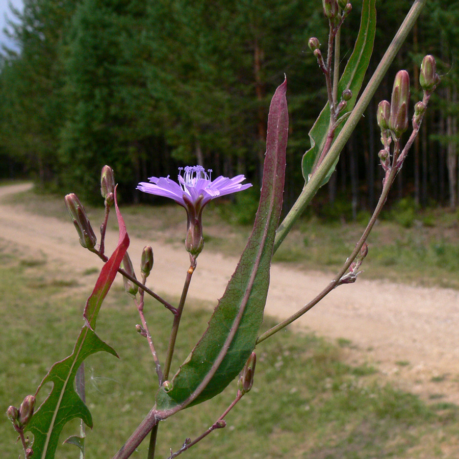 Image of Lactuca tatarica specimen.